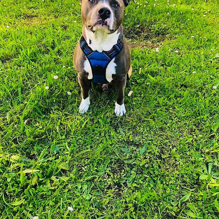 Sparrow participe au concours pour gagner de l'argent avec cette photo : accessories, animal, ball, bostonbull, boxer, bulldog, canine, dog, football, grass, lawn, nature, outdoors, pet, pitbull, plant, puppy, soccer, soccerball, sport