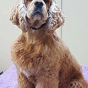 Breeze is registered to the contest to win money with this photo: dog, cocker_spaniel, fluffy, curly_ears, sitting, purple_towel, pet, indoors, furry, animal, canine, portrait, fur, cute, companion, looking, well_groomed, domestic_animal, mammal, pet_care