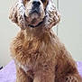 dog, cocker_spaniel, fluffy, curly_ears, sitting, purple_towel, pet, indoors, furry, animal, canine, portrait, fur, cute, companion, looking, well_groomed, domestic_animal, mammal, pet_care