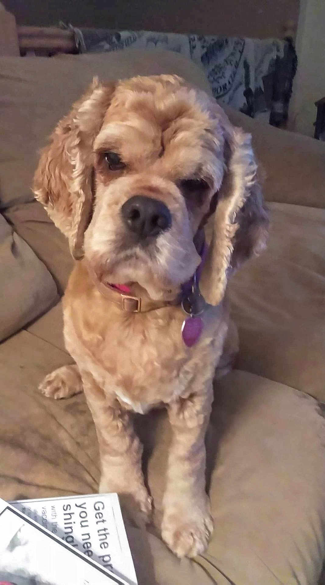 Breeze joined the competition — help win amazing prizes! dog, couch, pet, indoor, fur, collar, sitting, brown, curly_fur, animal, domestic, cute, portrait, living_room, furniture, paper, relaxed, canine, household, companion
