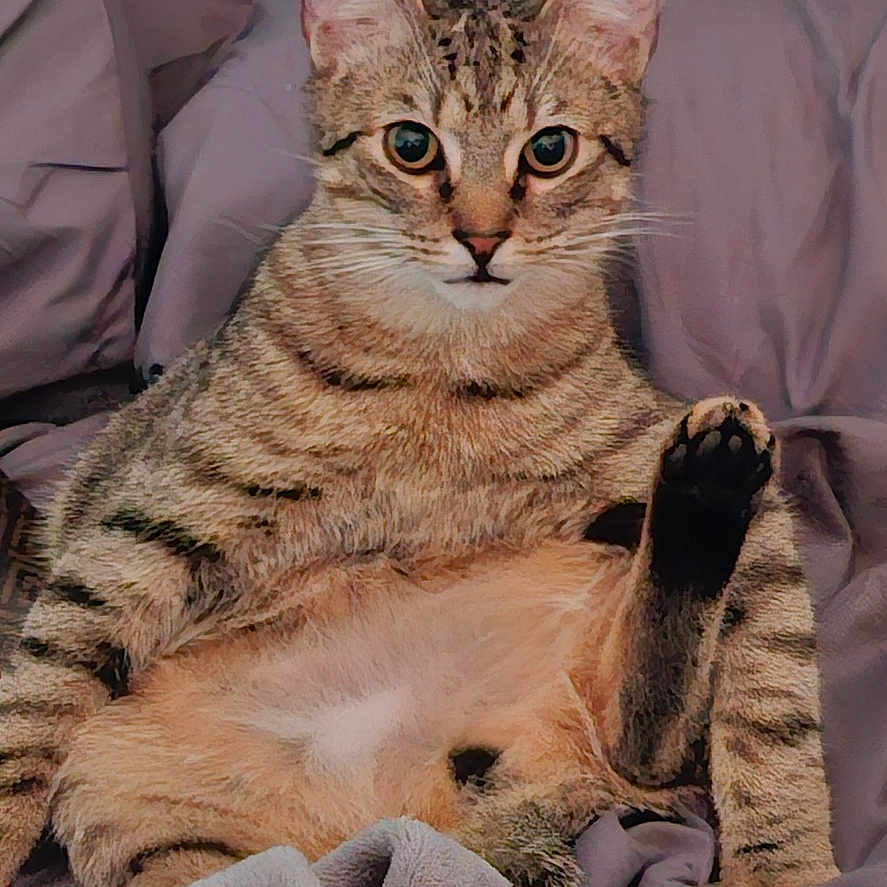 Fili