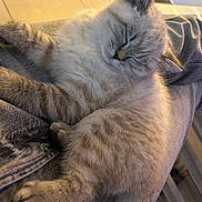 Blue a rejoint le concours — aidez-le/la à gagner de superbes lots ! kitten, cat, sleeping, fur, pet, animal, indoor, lap, cozy, relaxed, cute, feline, resting, soft, domestic, young, mammal, whiskers, paws, striped