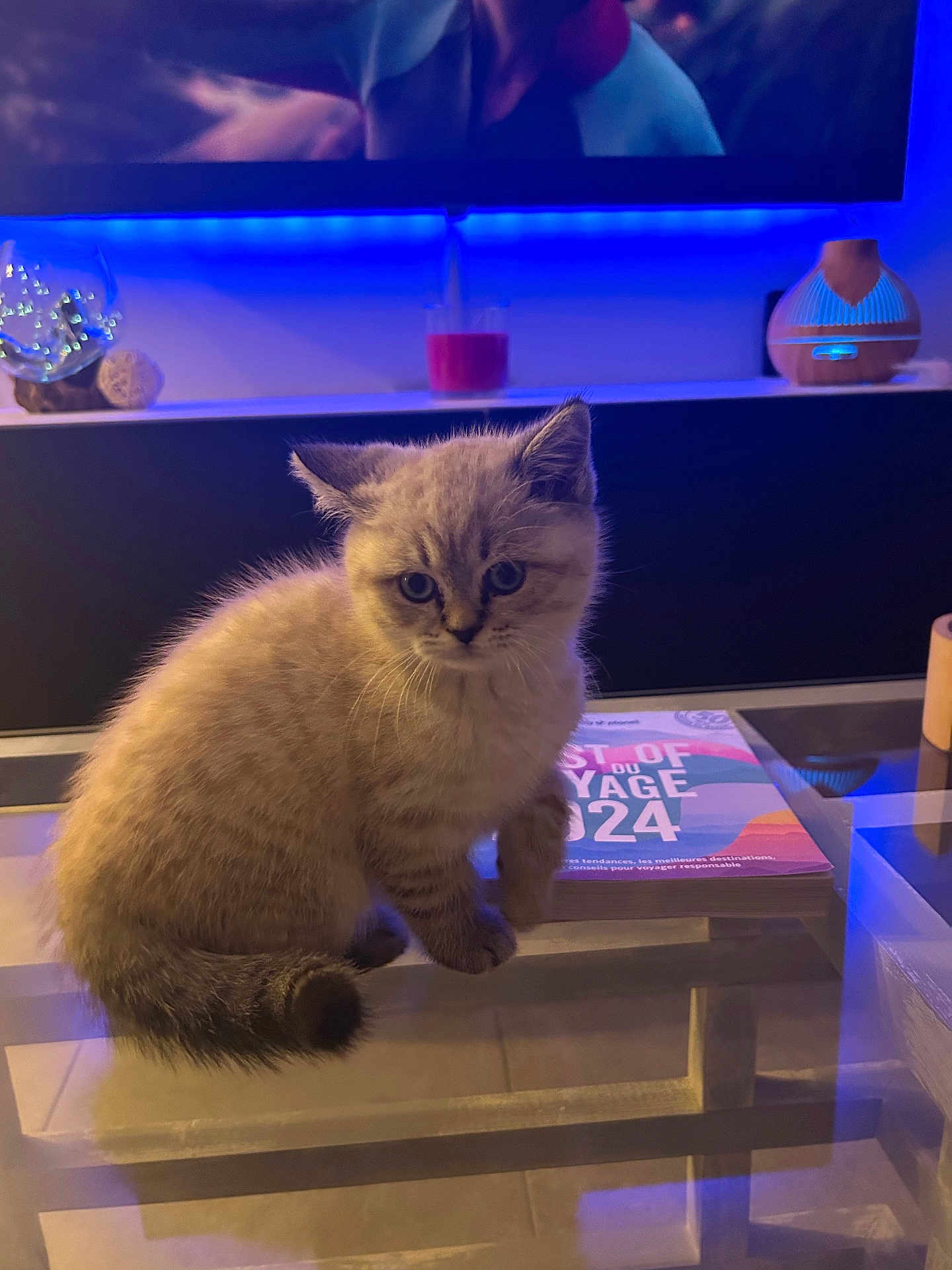 Blue a rejoint le concours — aidez-le/la à gagner de superbes lots ! kitten, cat, pet, indoor, glass_table, blue_light, cozy, home_decor, furniture, curious, sitting, fluffy, young_cat, domestic_animal, table, cute, animal, feline, relaxing, evening