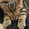 Butterballz is registered to the contest to win money with this photo: kitten, cat, sleeping, tabby, close_up, paws, fur, pet, cute, cozy, resting, animal, domestic_cat, whiskers, ears, person, human, black_clothing, texture, comfort