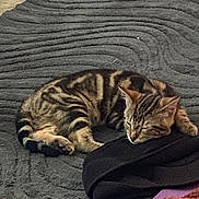 Butterballz is registered to the contest to win money with this photo: cat, tabby, sleeping, rug, gray_rug, indoor, cozy, pet, animal, resting, paw, striped, feline, clothing, black_clothing, floor, tile_floor, blanket, orange_blanket, home