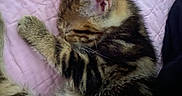 Butterballz is registered to the contest to win money with this photo: kitten, cat, sleeping, tabby, paw, fur, pet, cute, quilt, pink, bed, resting, animal, domestic, cozy, feline, whiskers, ears, soft, young