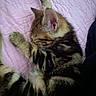 kitten, cat, sleeping, tabby, paw, fur, pet, cute, quilt, pink, bed, resting, animal, domestic, cozy, feline, whiskers, ears, soft, young