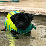 Bosko is registered to the contest to win money with this photo: dog, pug, life_jacket, water, pool, sprinkler, outdoor, pet, animal, cute, black_dog, summer, reflection, shallow_water, playful, pet_accessory, small_dog, water_spray, backyard, daylight