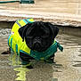 dog, pug, life_jacket, water, pool, sprinkler, outdoor, pet, animal, cute, black_dog, summer, reflection, shallow_water, playful, pet_accessory, small_dog, water_spray, backyard, daylight