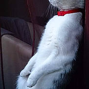 Gribouille participe au concours pour gagner de l'argent avec cette photo : abyssinian, accessories, angora, animal, cat, chair, collar, couch, egyptiancat, formalwear, furniture, kitten, manx, person, pet, siamese, sleeping, strap, text, tie