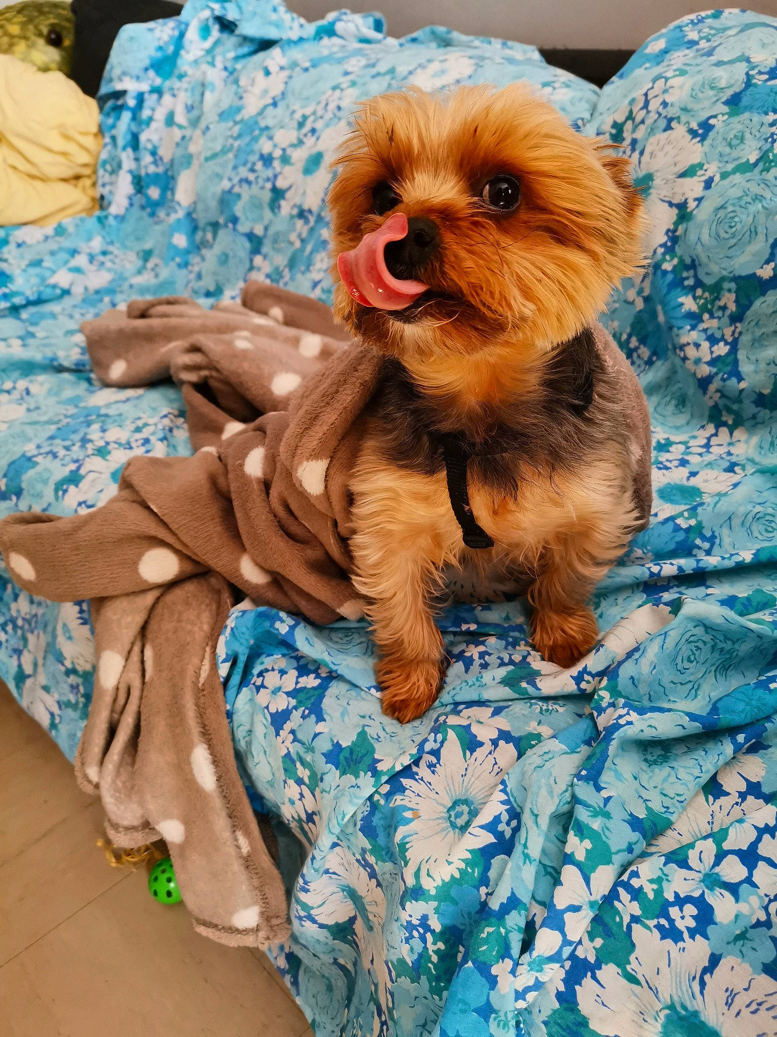 Floppy a rejoint le concours — aidez-le/la à gagner de superbes lots ! canidae, carnivore, cavapoo, chinese_imperial_dog, companion_dog, dog, dog_breed, dog_clothes, griffon_bruxellois, maltepoo, mammal, morkie, pekapoo, poodle_crossbreed, puppy, shih_tzu, snout, toy_dog, vertebrate, yorkshire_terrier