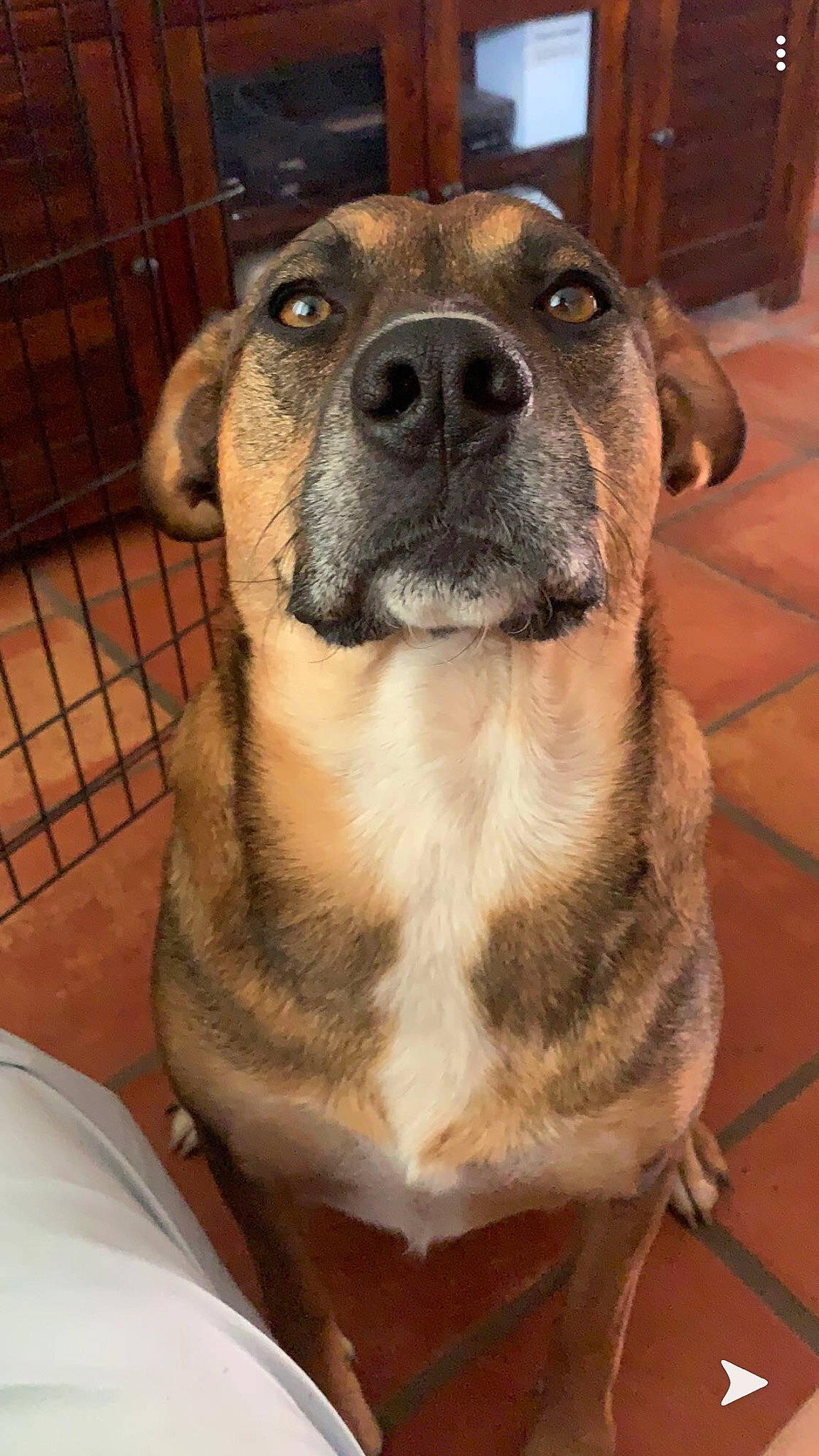 Pickle is registered to the contest to win money with this photo: alano_espanol, american_pit_bull_terrier, ancient_dog_breeds, black_mouth_cur, bully_kutta, canidae, carnivore, catahoula_bulldog, cimarron_uruguayo, dog, dog_breed, fawn, mammal, mountain_cur, perro_de_presa_mallorquin, rare_breed_dog, snout, vertebrate, whiskers