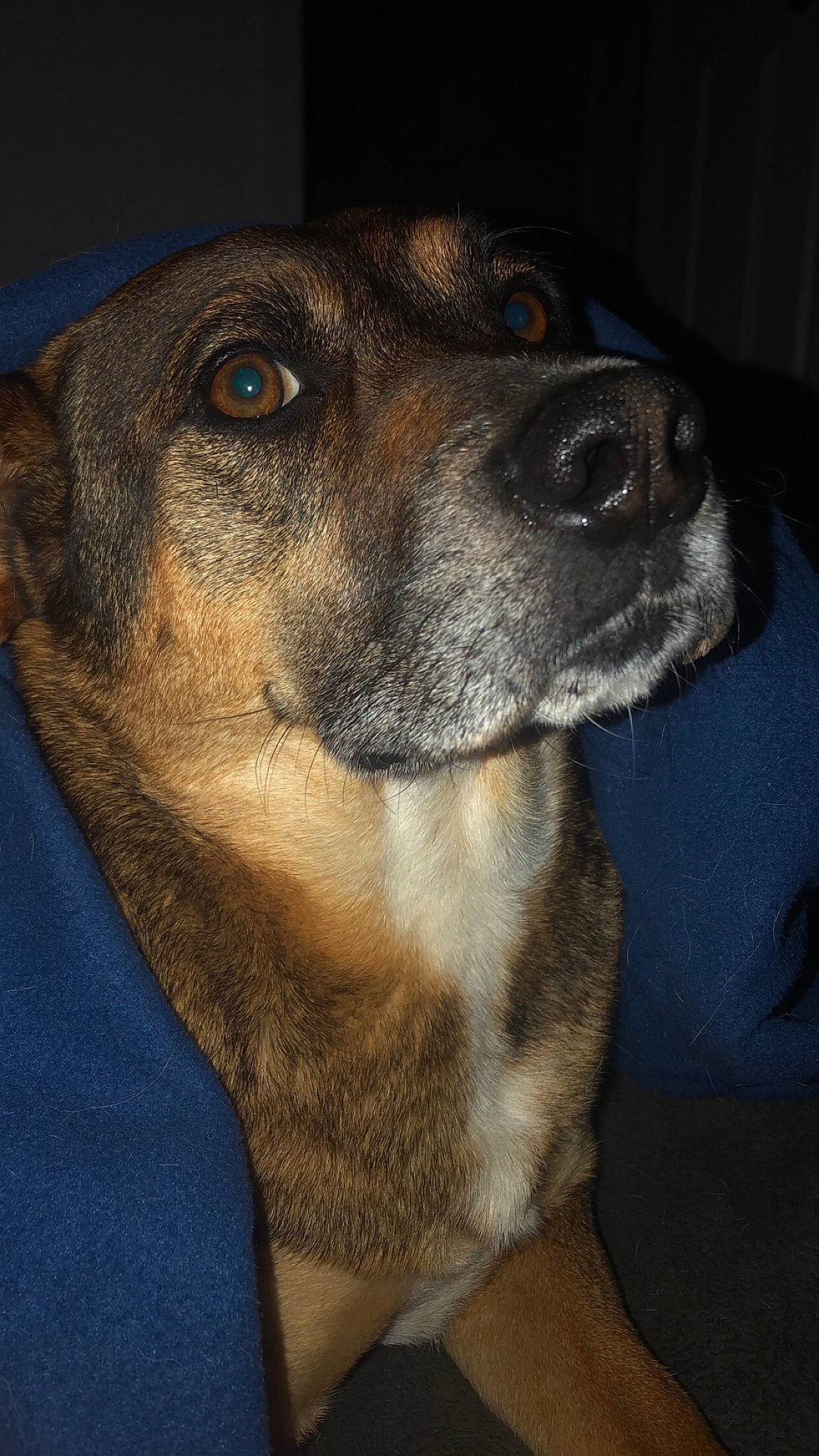 Pickle joined the competition — help win amazing prizes! black_mouth_cur, canidae, carnivore, dog, dog_breed, ear, eye, fawn, mammal, mountain_cur, nose, potcake_dog, snout, street_dog, vertebrate, whiskers