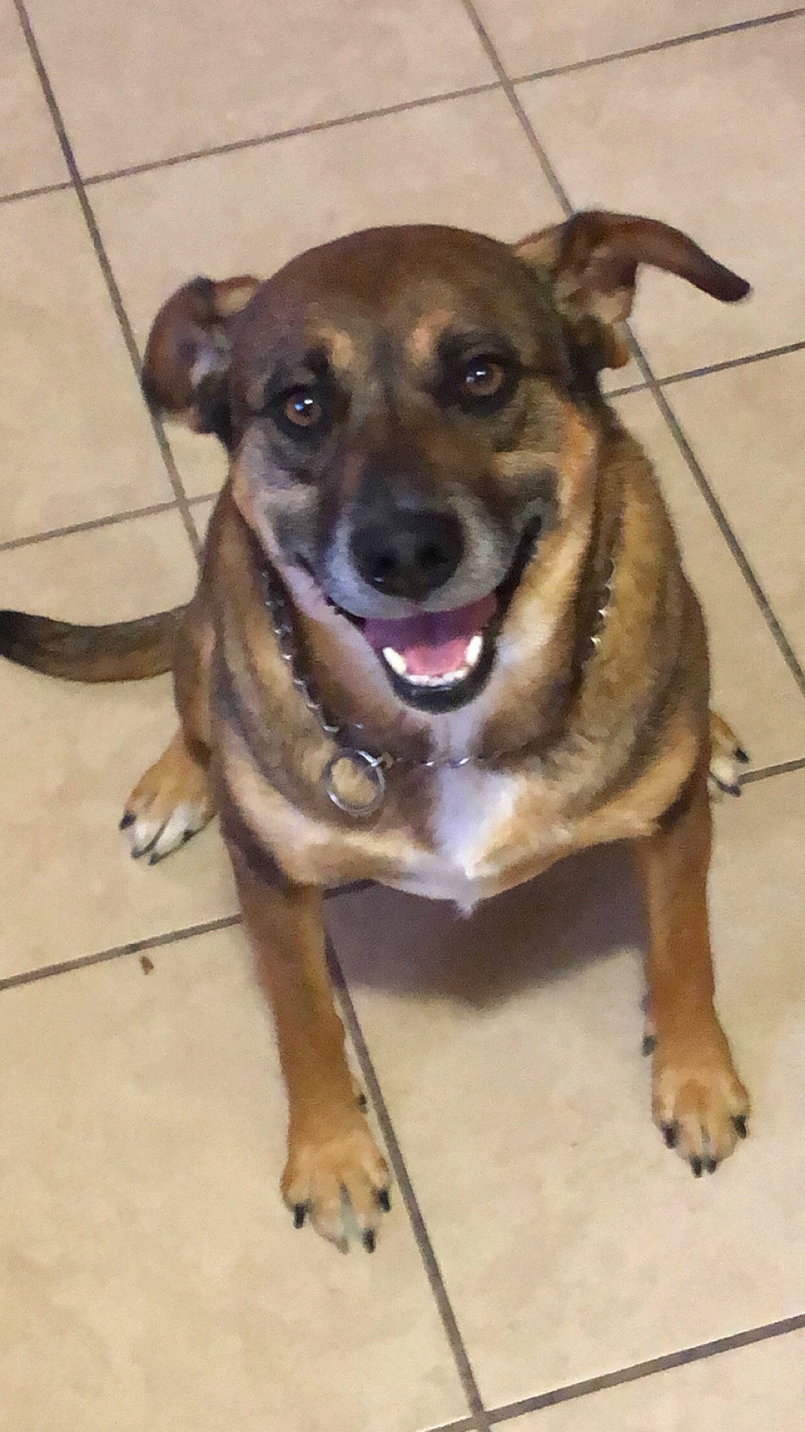 Pickle joined the competition — help win amazing prizes! canidae, carnivore, dog, dog_breed, fawn, mammal, mountain_cur, potcake_dog, rare_breed_dog, snout, street_dog, vertebrate