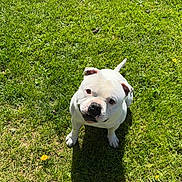 Tyson participe au concours pour gagner de l'argent avec cette photo : animal, bulldog, canine, companion, curious, cute, daylight, dog, friendly, grass, greenery, looking_up, nature, outdoor, park, pet, shadow, summer, sunlight, white_dog
