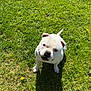 animal, bulldog, canine, companion, curious, cute, daylight, dog, friendly, grass, greenery, looking_up, nature, outdoor, park, pet, shadow, summer, sunlight, white_dog