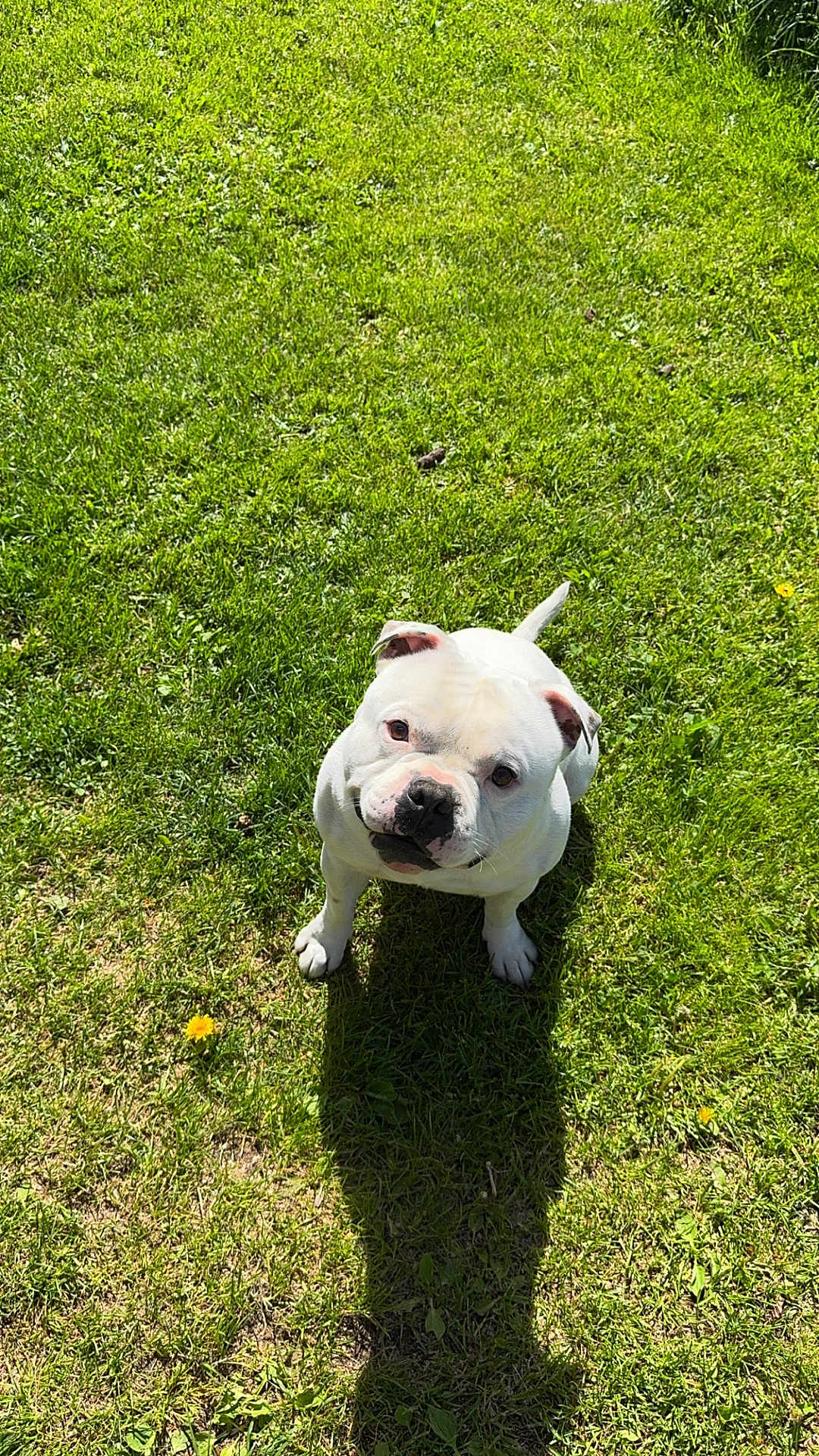 Tyson