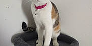Dior joined the competition — help win amazing prizes! cat, calico, pet, animal, indoor, feline, collar, perch, gray, white_wall, painting, shadow, curious, standing, fur, ears, whiskers, tail, home, cute