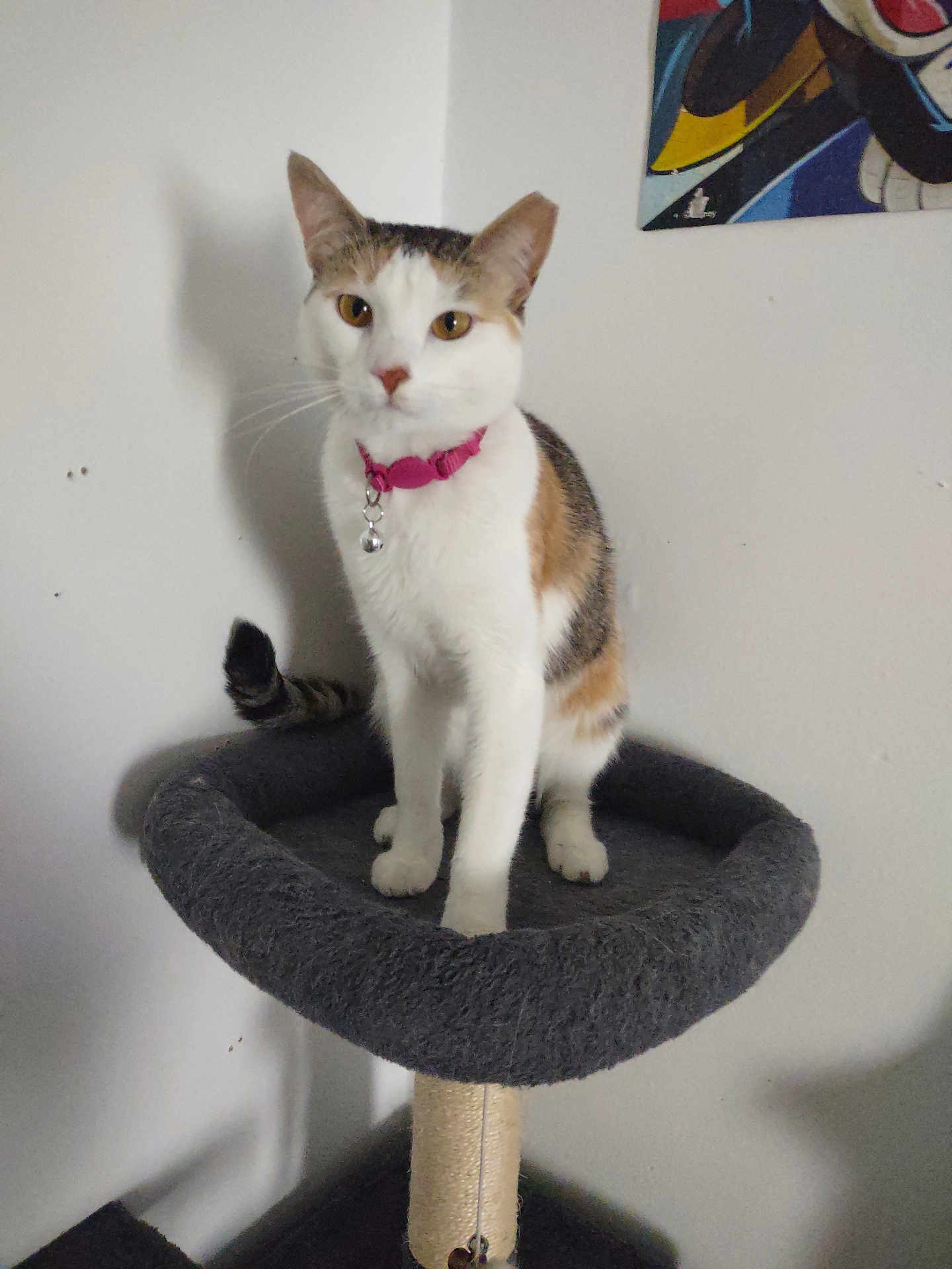Dior joined the competition — help win amazing prizes! cat, calico, pet, animal, indoor, feline, collar, perch, gray, white_wall, painting, shadow, curious, standing, fur, ears, whiskers, tail, home, cute
