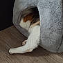 Dior joined the competition — help win amazing prizes! cat, pet_cave, fluffy, gray, wooden_floor, paw, fur, cozy, animal, indoor, resting, hidden, relaxed, tabby, white_paw, soft_texture, home, cute, sleeping_spot, feline