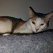 Dior joined the competition — help win amazing prizes! animal, cat, close_up, curious, domestic_animal, ears, eyes, feline, fur, fuzzy, gray_surface, indoor, lying_down, mammal, pet, portrait, quiet, resting, shadow, whiskers