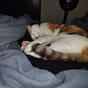 Dior joined the competition — help win amazing prizes! cat, sleeping, blanket, fur, paw, tail, indoor, cozy, resting, pet, domestic_animal, calm, closeup, feline, soft, relaxed, comfort, animal, bedroom, quiet