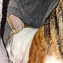 Dior is registered to the contest to win money with this photo: cat, sleeping, close_up, fur, whiskers, ear, blanket, cozy, tabby, orange_fur, white_fur, pet, animal, resting, soft_texture, indoor, cute, peaceful, nap, feline