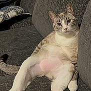 Fury is registered to the contest to win money with this photo: animal, cat, companion, couch, cozy, curious, cute, domestic, ears, furniture, indoor, looking, pet, pink_paw_pads, relaxed, seated, tabby, tail, whiskers, white_paws