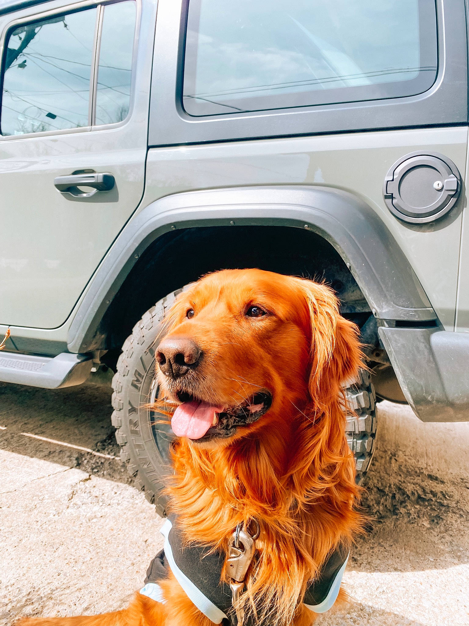 Chase joined the competition — help win amazing prizes! automotive_exterior, automotive_lighting, automotive_tire, car, carnivore, companion_dog, dog, dog_breed, fawn, fender, hood, mammal, mode_of_transport, motor_vehicle, smile, tire, vehicle, vehicle_door, vertebrate, wheel