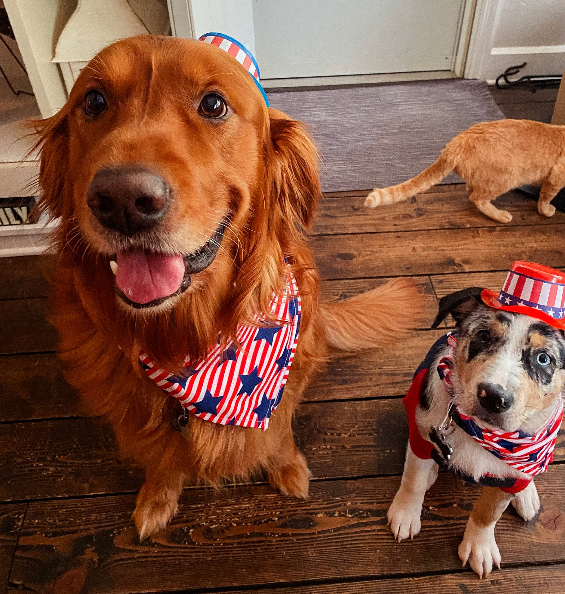 Chase joined the competition — help win amazing prizes! carnivore, collar, companion_dog, dog, dog_breed, dog_clothes, dog_collar, dog_supply, fawn, flooring, fur, liver, mammal, pet_supply, snout, spaniel, sporting_group, vertebrate, wood, working_animal