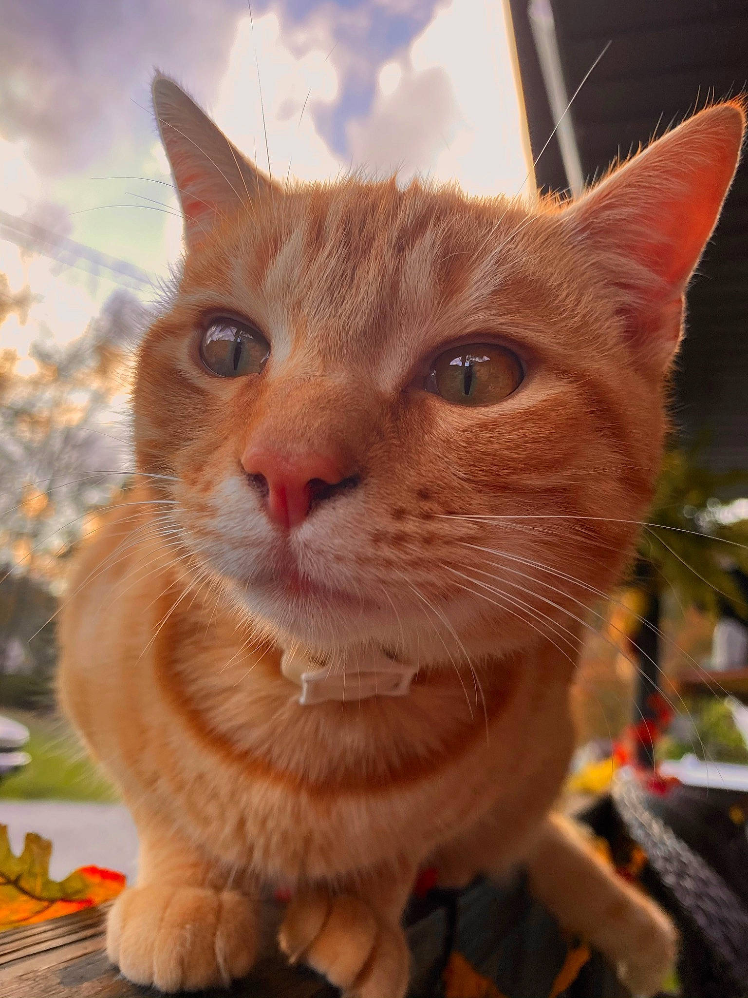 Butters joined the competition — help win amazing prizes! carnivore, cat, close_up, cloud, collar, domestic_short_haired_cat, ear, fawn, felidae, fur, grass, happy, iris, paw, sky, small_to_medium_sized_cats, snout, tree, whiskers, window