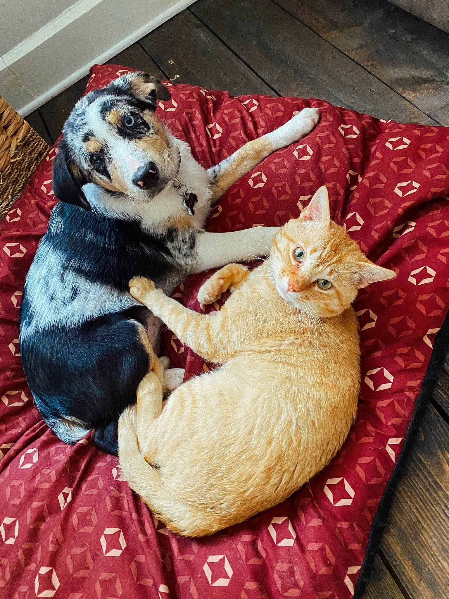 Butters is registered to the contest to win money with this photo: blanket, carnivore, cat, comfort, companion_dog, couch, dog_supply, domestic_short_haired_cat, fawn, felidae, fur, linens, nap, paw, sleep, small_to_medium_sized_cats, tail, toy, toy_dog, whiskers