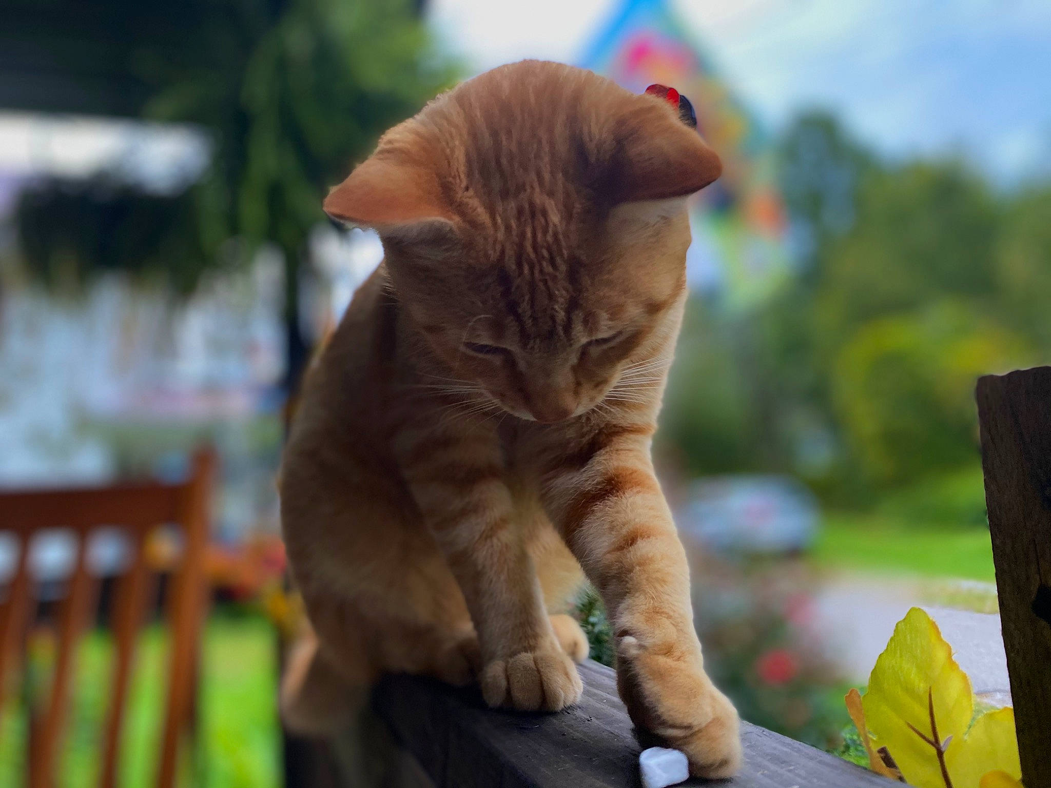 Butters is registered to the contest to win money with this photo: carnivore, cat, domestic_short_haired_cat, fawn, felidae, fur, grass, leisure, sitting, sky, small_to_medium_sized_cats, snout, soil, tail, terrestrial_animal, tree, whiskers, wildlife, wood, wrinkle