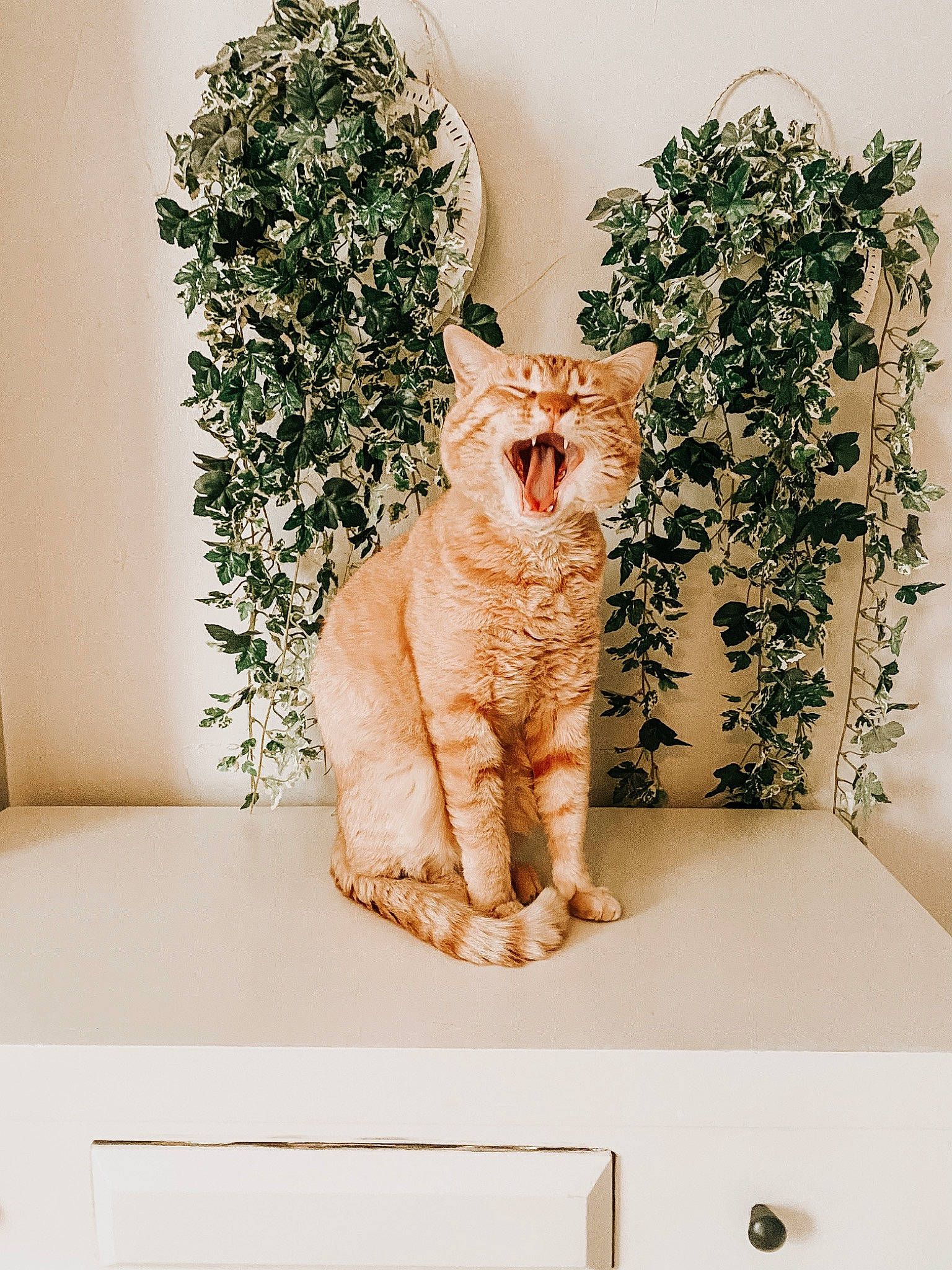 Butters joined the competition — help win amazing prizes! art, carnivore, cat, domestic_short_haired_cat, fawn, felidae, font, fur, organism, pattern, peach, plant, rectangle, room, small_to_medium_sized_cats, tail, textile, twig, whiskers, wood