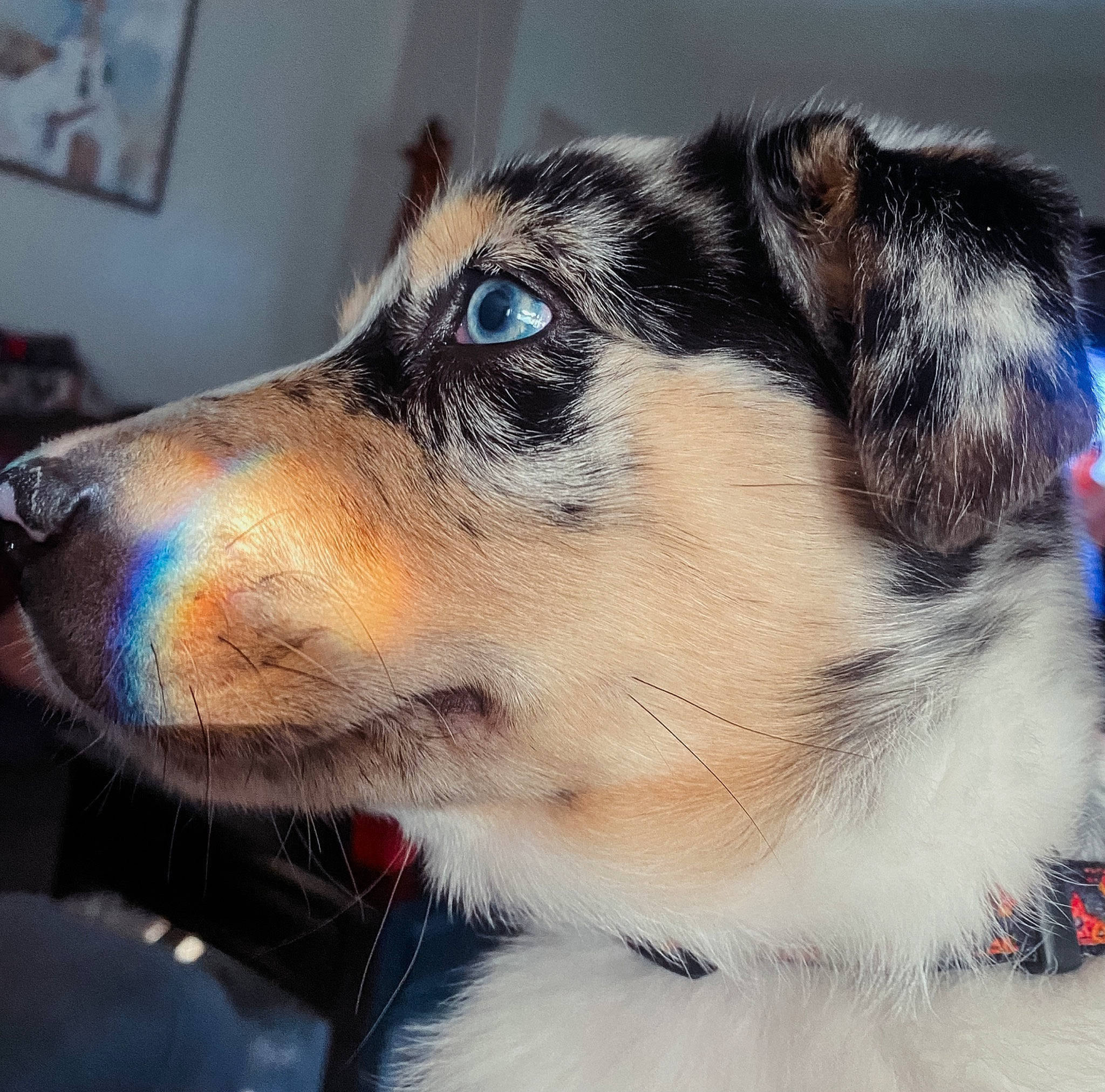 Nova joined the competition — help win amazing prizes! canidae, carnivore, collar, companion_dog, dog, dog_breed, dog_collar, eye, eyewear, fur, happy, herding_dog, leash, paw, picture_frame, snout, sporting_group, whiskers, working_animal, working_dog