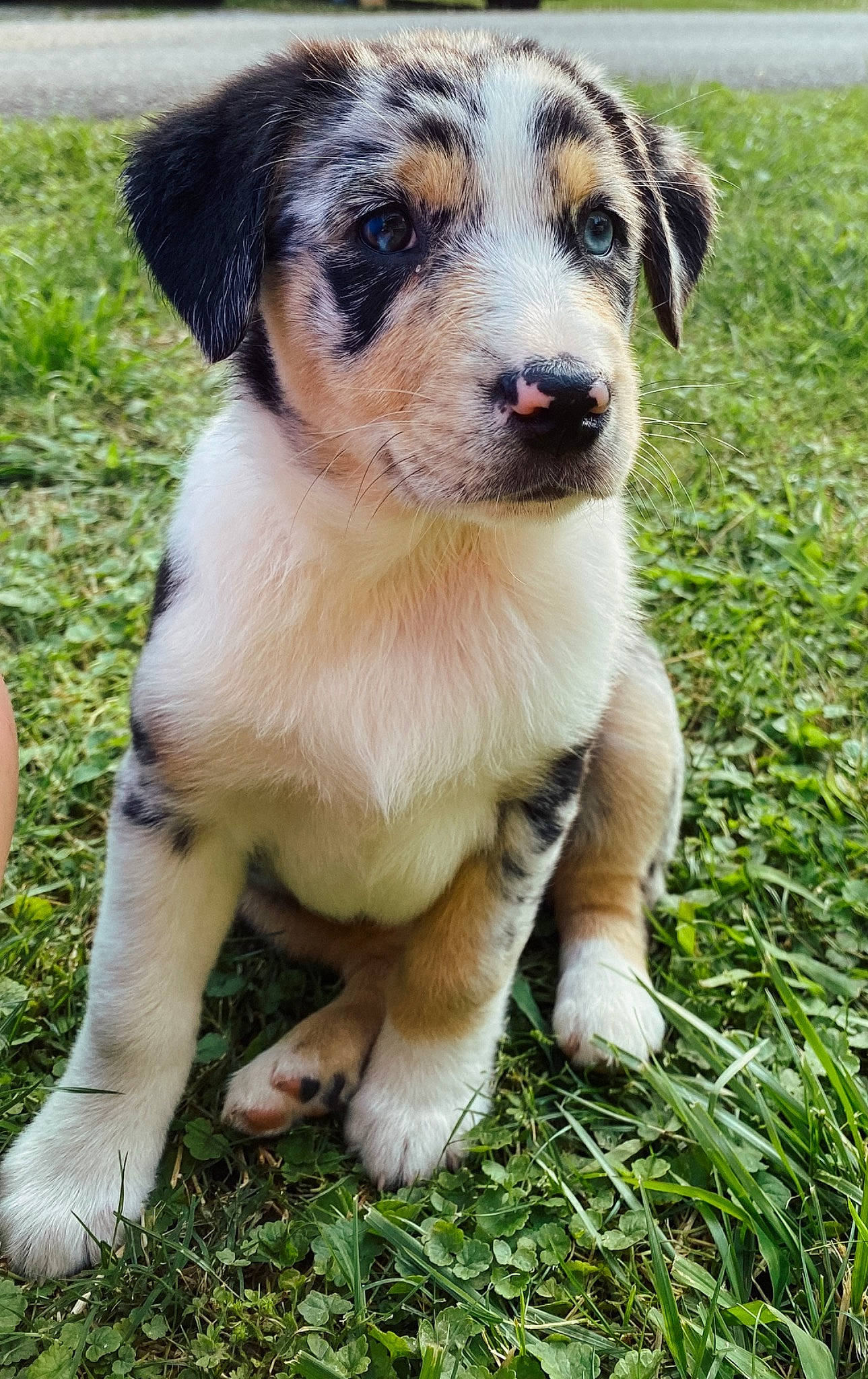 Nova joined the competition — help win amazing prizes! ball, carnivore, companion_dog, dog, dog_breed, grass, groundcover, plant, terrestrial_animal, whiskers, working_animal, working_dog