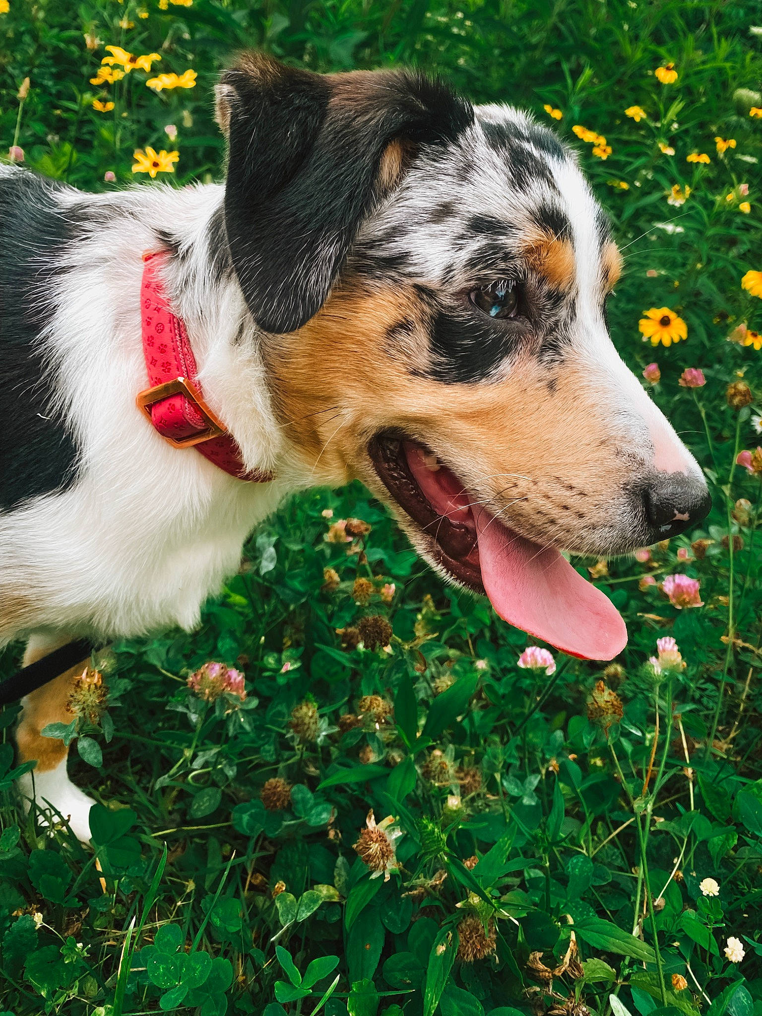 Nova joined the competition — help win amazing prizes! ancient_dog_breeds, canidae, carnivore, collar, companion_dog, dog, dog_breed, grass, happy, herding_dog, people_in_nature, plant, snout, sporting_group, terrestrial_animal, texas_heeler, whiskers, working_animal, working_dog