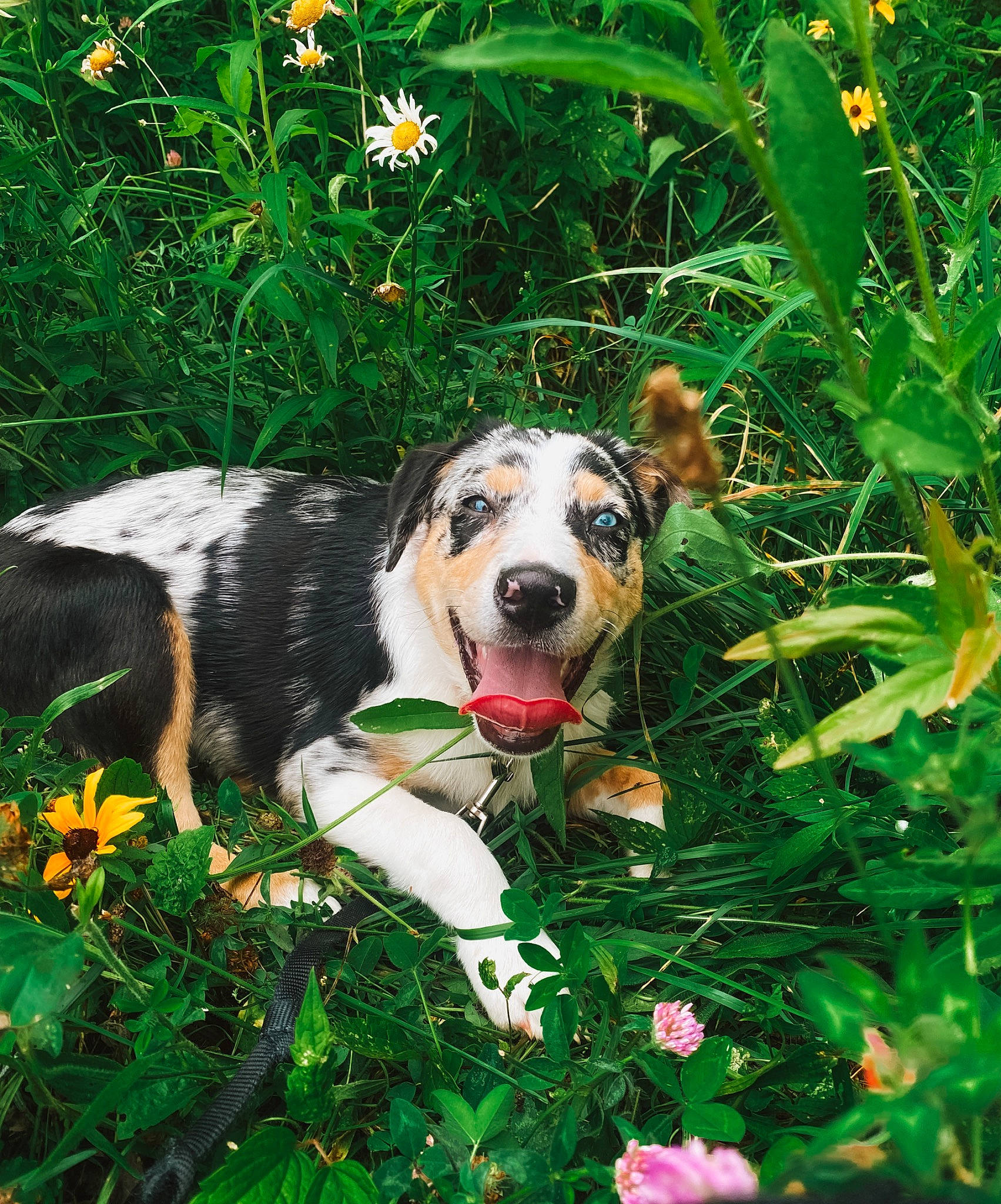 Nova joined the competition — help win amazing prizes! botany, canidae, carnivore, companion_dog, dog, dog_breed, flower, garden, grass, grass_family, green, groundcover, herbaceous_plant, lawn, meadow, people_in_nature, plant, shrub, sporting_group, spring