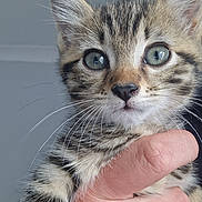 Luna joined the competition — help win amazing prizes! abyssinian, animal, art, bodypart, cat, collage, doctor, finger, hand, kitten, manx, person, pet, text, veterinarian, wrist