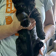 Puma joined the competition — help win amazing prizes! person, kitten, black_cat, holding, indoor, plaid_pants, light_blue_shirt, cute, pet, animal, feline, hands, curious, paws, cozy, window, furniture, home, casual_clothing, young_cat