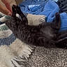 kitten, black_cat, carpet, blanket, hand, playing, indoor, cozy, fingers, paw, cardboard_box, soft, pet, cute, animal, floor, reaching, touching, relaxed, home