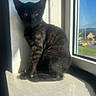 black_cat, kitten, windowsill, sunlight, shadow, window, blue_sky, house, outdoor_view, pet, feline, animal, indoor, curious, sitting, young_cat, daylight, domestic_cat, quiet, calm