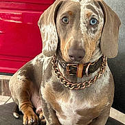 Mow Wow joined the competition — help win amazing prizes! dog, dachshund, heterochromia, blue_eye, brown_eye, chain_collar, leather_collar, pet, indoor, sitting, closeup, portrait, animal, canine, furry, cute, domestic_animal, paw, floor, red_background