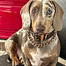 dog, dachshund, heterochromia, blue_eye, brown_eye, chain_collar, leather_collar, pet, indoor, sitting, closeup, portrait, animal, canine, furry, cute, domestic_animal, paw, floor, red_background