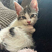 Isla joined the competition — help win amazing prizes! abyssinian, angora, animal, armchair, blanket, cat, chair, couch, cushion, furniture, homedecor, kitten, manx, person, pet, quilt, siamese, sleeping