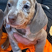 Marley is registered to the contest to win money with this photo: puppy, dog, animal, pet, close_up, spotted, ears, cute, young, fur, paw, hand, person, sweater, orange, background, indoor, holding, calm, curious