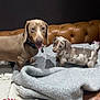 dog, dachshund, puppy, pet, blanket, couch, leather, indoor, brown, gray, animal, cute, small_dog, two_dogs, playful, cozy, furniture, domestic, companion, friendship
