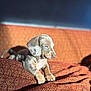 puppy, dog, couch, orange, sunlight, indoor, pet, sleepy, patterned, cozy, animal, young, fur, relaxed, domestic, comfort, home, resting, cute, mammal