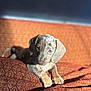 puppy, dog, speckled, blue_eye, couch, sunlight, indoor, pet, cute, resting, patterned_fabric, cozy, animal, fur, young_dog, relaxed, warm_light, home, adorable, portrait