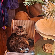 Luca participe au concours pour gagner de l'argent avec cette photo : cat, tabby_cat, indoor, cat_furniture, scratcher, cat_tree, toy, wooden_floor, sunlight, green_carpet, plant, cozy, pet, feline, relaxed, fur, animal, looking, comfortable, home